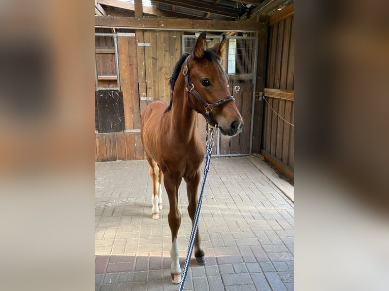 Hanoverian Stallion  Brown in Bramsche