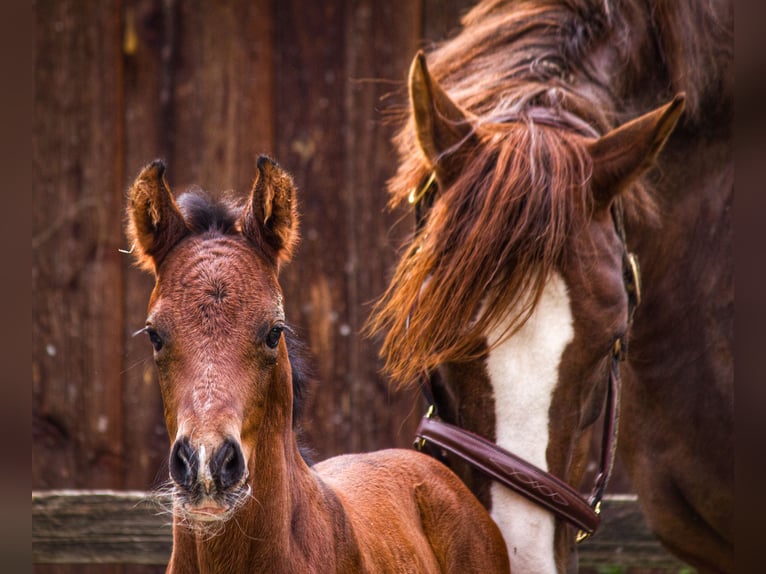 Hanoverian Stallion  Brown in Bramsche