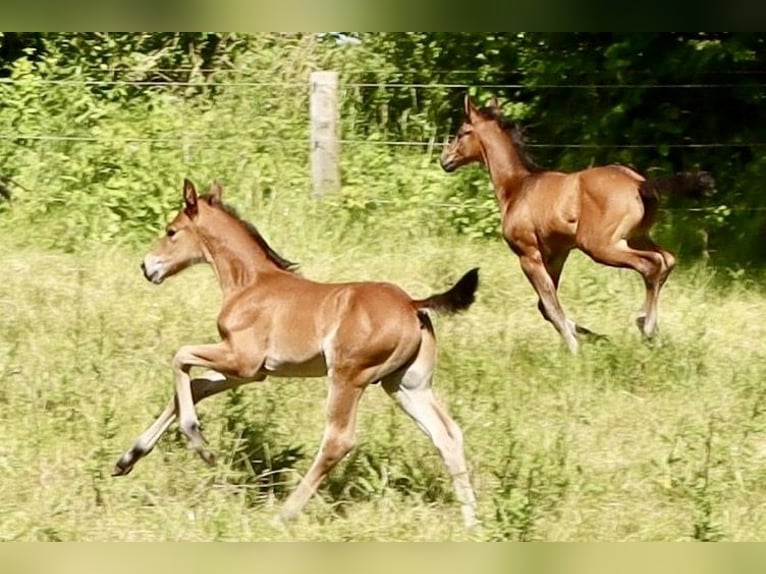 Hanoverian Stallion Foal (06/2024) Brown in Dorf Mecklenburg/OT Rambow