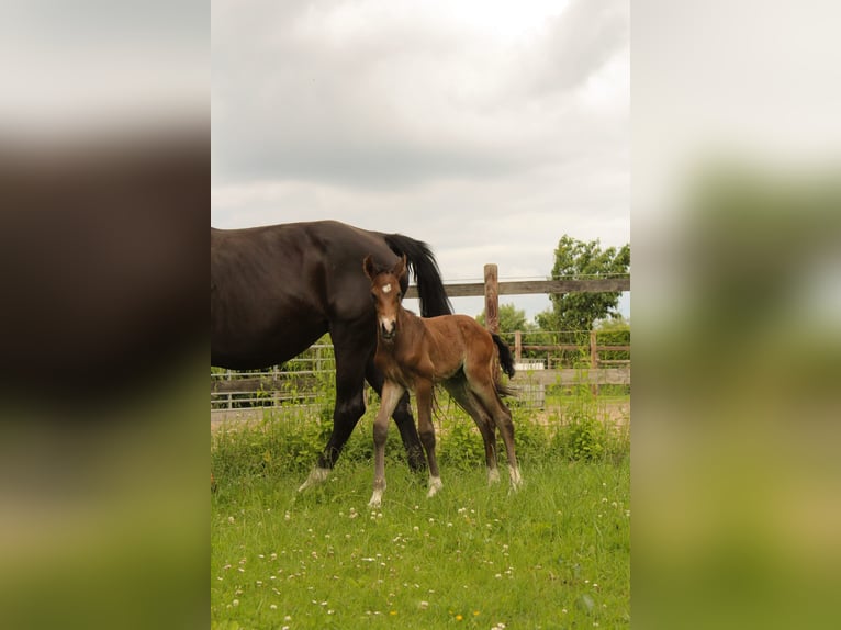 Hanoverian Stallion  Brown in Hamersen