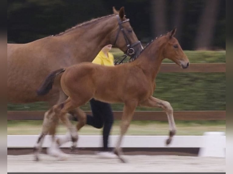 Hanoverian Stallion Foal (06/2025) Brown in Aurich