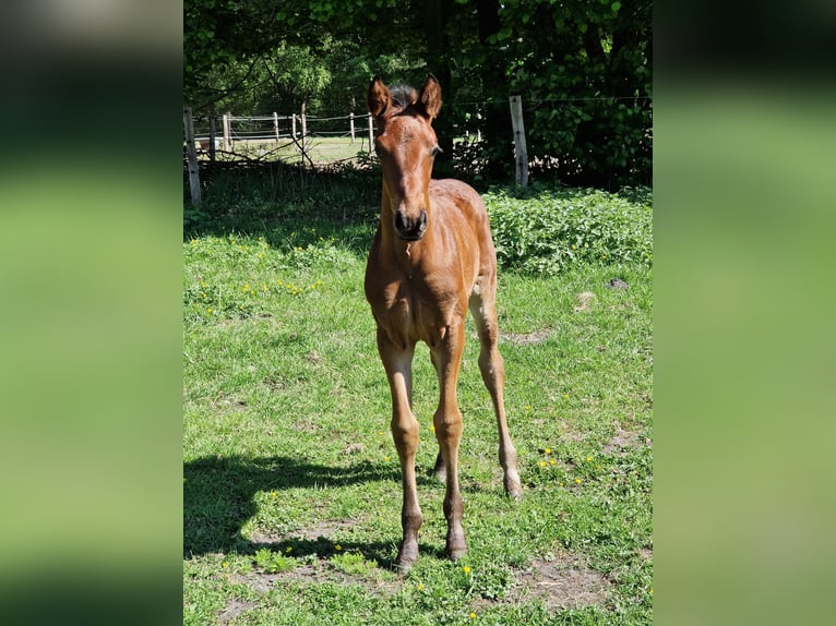 Hanoverian Stallion  Brown in Hagen im Bremischen