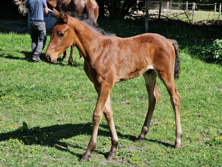 Hanoverian Stallion  Brown in Hagen im Bremischen