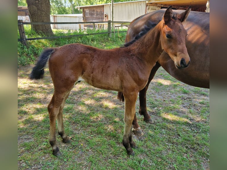Hanoverian Stallion  Brown in Hagen im Bremischen