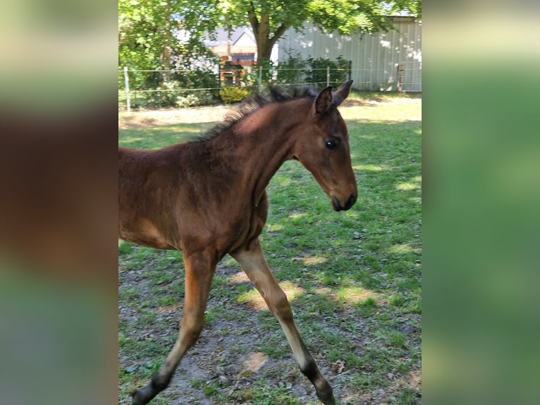 Hanoverian Stallion  Brown in Hagen im Bremischen