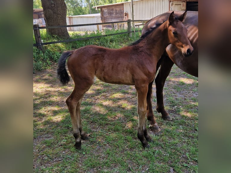Hanoverian Stallion  Brown in Hagen im Bremischen