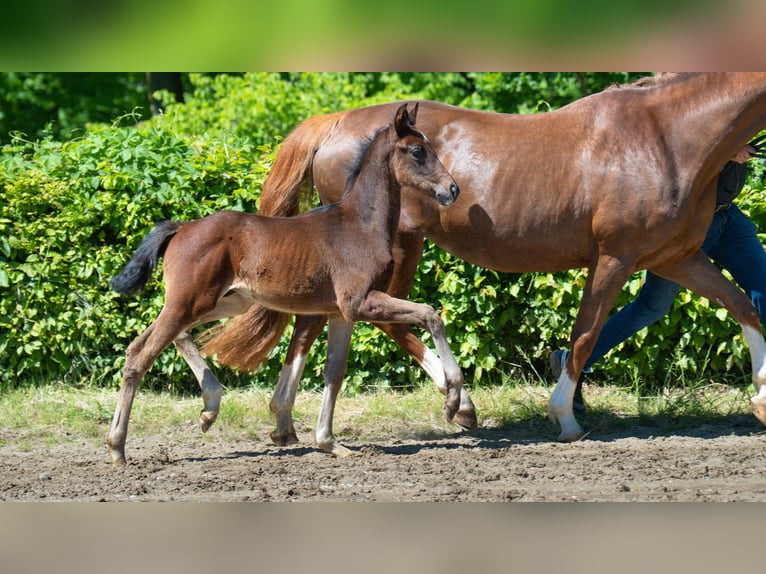 Hanoverian Stallion  Brown in Mnchengladbach