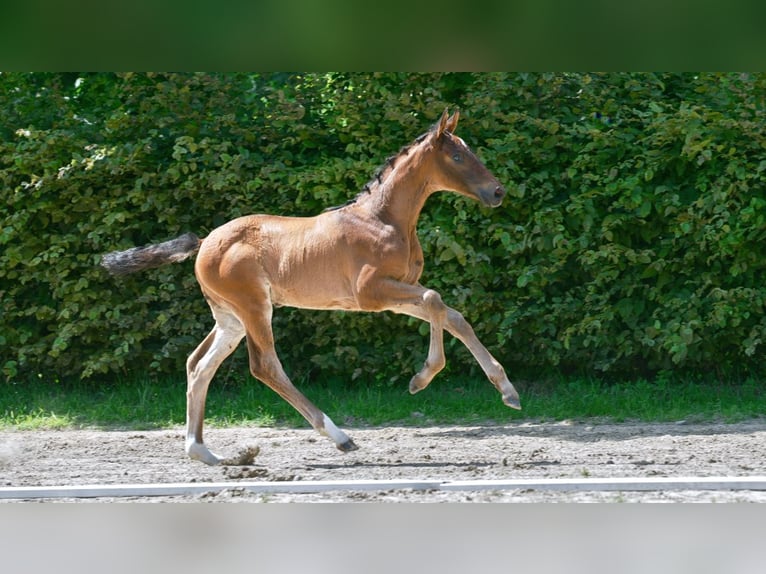 Hanoverian Stallion Foal (01/2024) Brown in Mönchengladbach