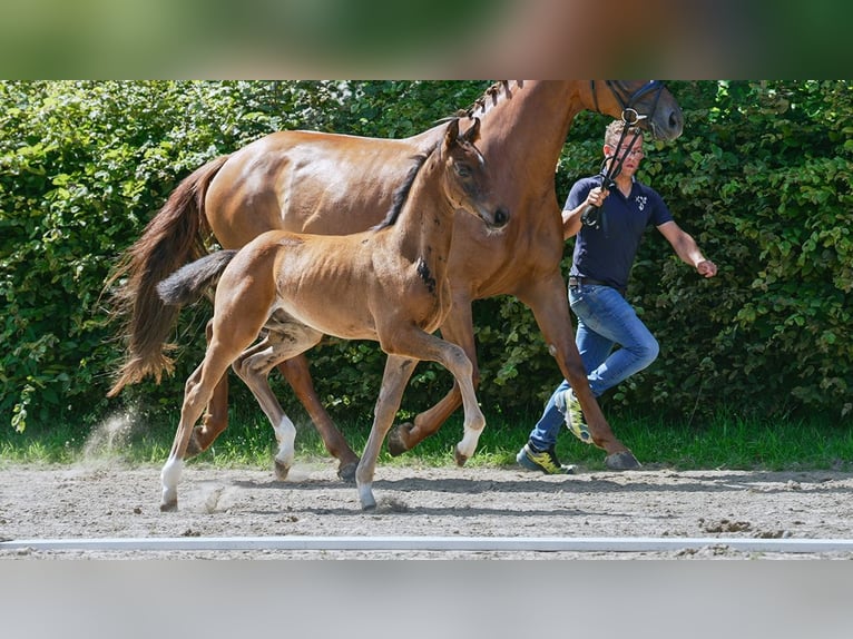 Hanoverian Stallion Foal (01/2024) Brown in Mönchengladbach