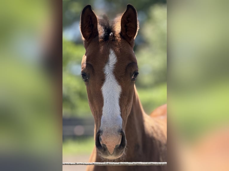Hanoverian Stallion Foal (03/2026) Brown in Stoetze
