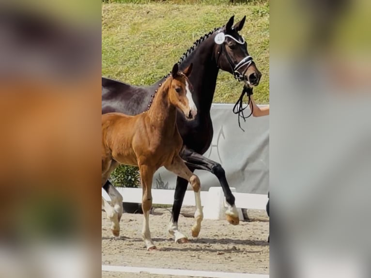 Hanoverian Stallion Foal (03/2026) Brown in Stoetze