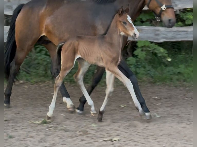 Hanoverian Stallion  Brown in Bröckel