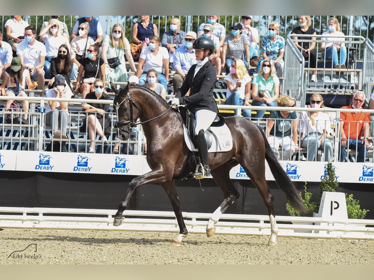 Hanoverian Stallion Foal (03/2025) Brown in Bruchhausen-Vilsen