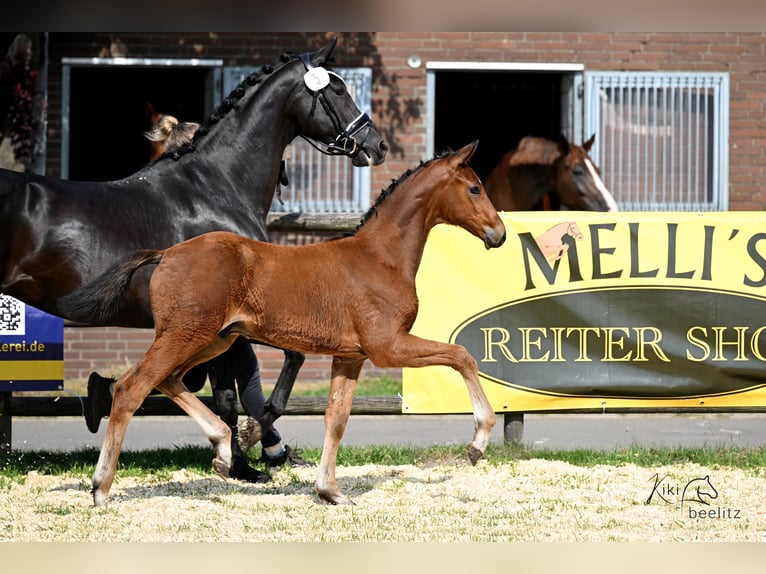 Hanoverian Stallion  Brown in Bruchhausen-Vilsen