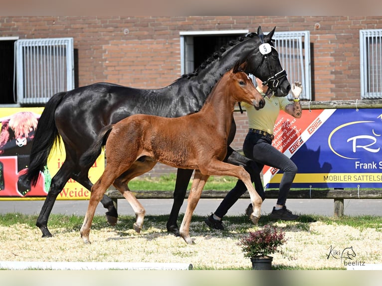 Hanoverian Stallion  Brown in Bruchhausen-Vilsen