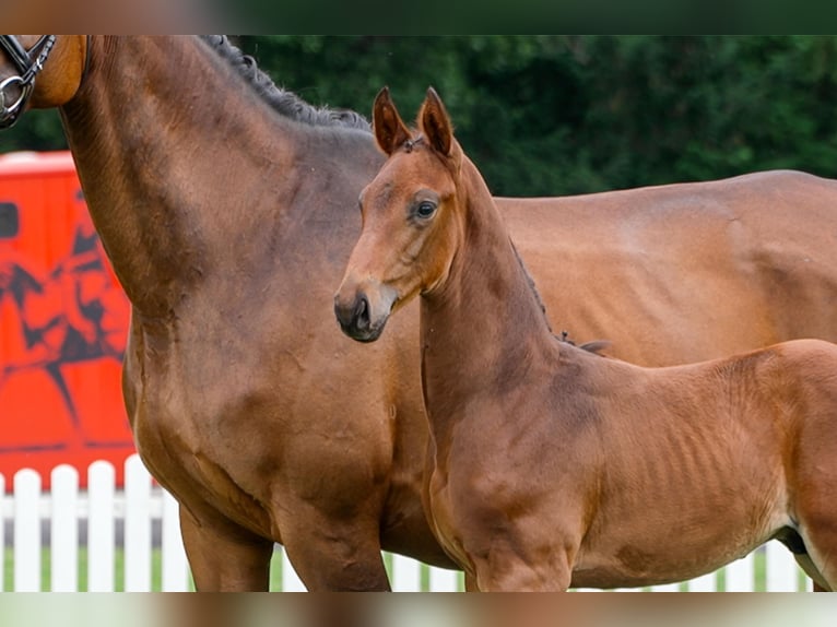 Hanoverian Stallion  Brown in Celle