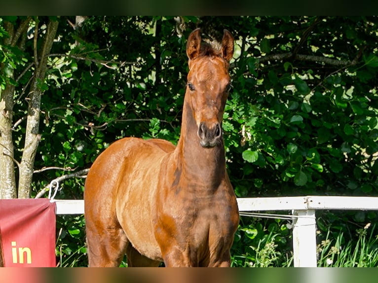 Hanoverian Stallion  Brown in Celle