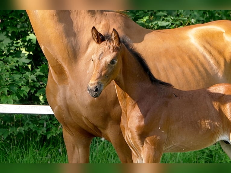 Hanoverian Stallion  Brown in Celle