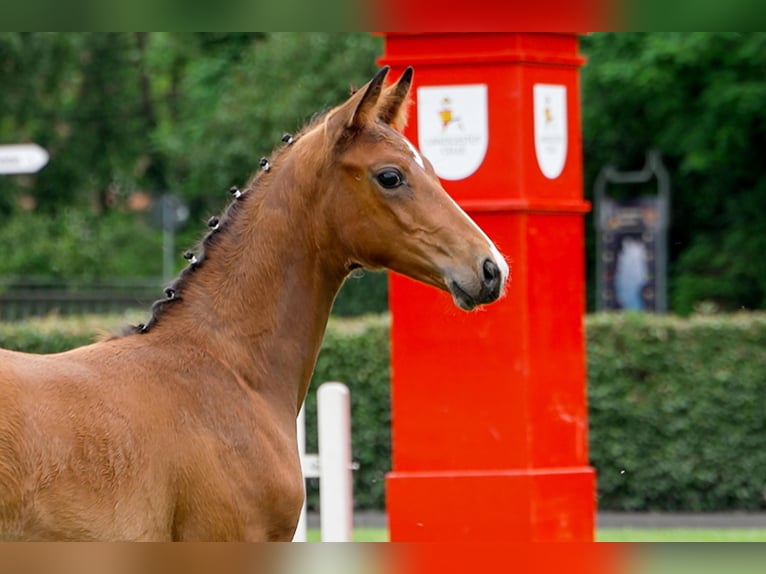 Hanoverian Stallion  Brown in Celle