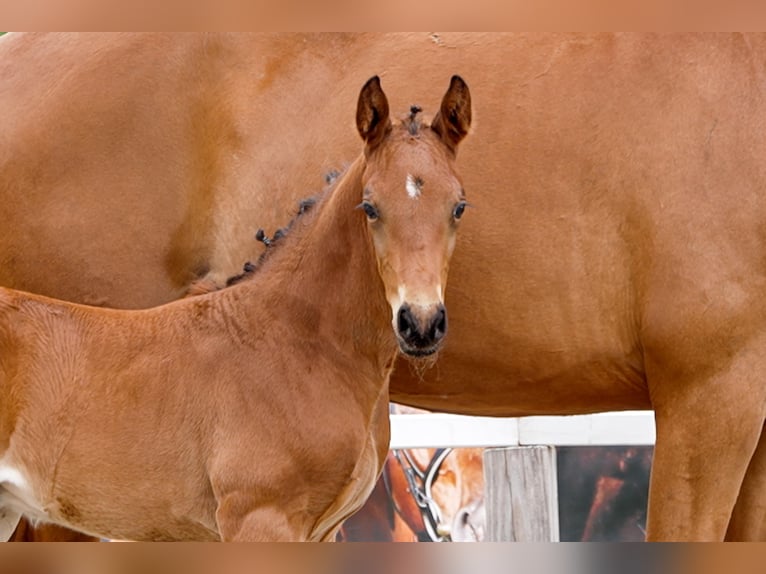 Hanoverian Stallion  Brown in Celle