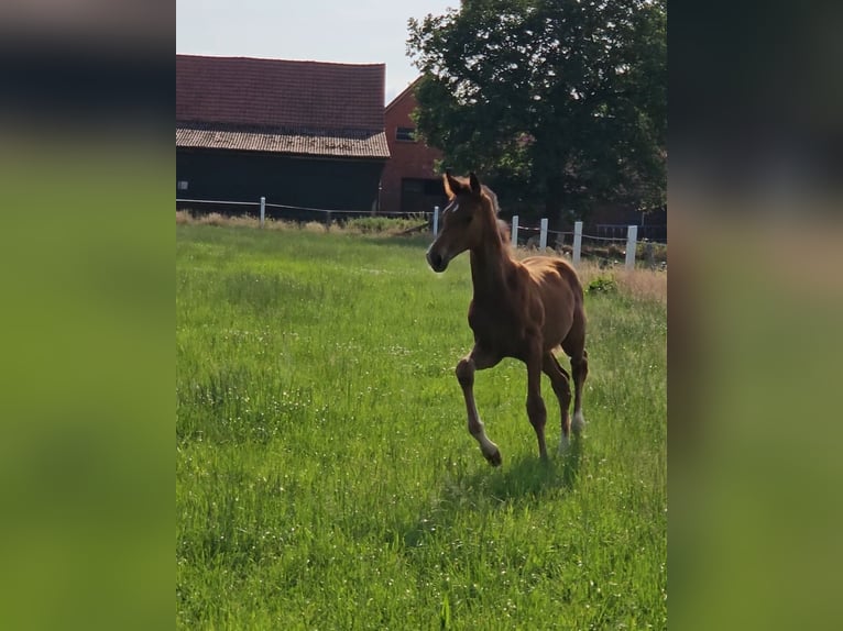 Hanoverian Stallion  Brown in Drebber