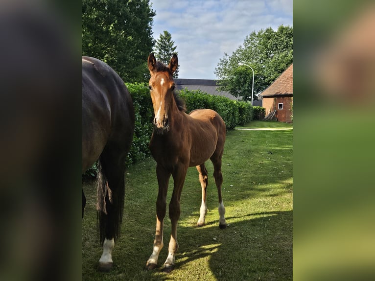 Hanoverian Stallion  Brown in Drebber