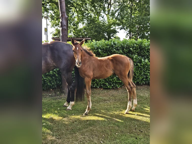 Hanoverian Stallion  Brown in Drebber