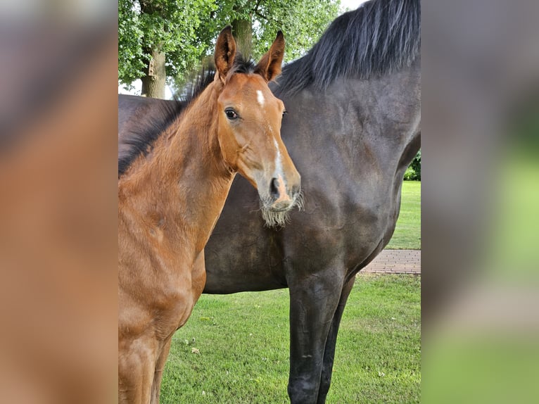 Hanoverian Stallion  Brown in Drebber