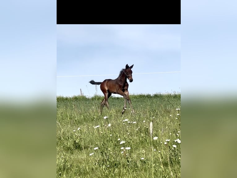 Hanoverian Stallion  Brown in Allendorf (Eder)