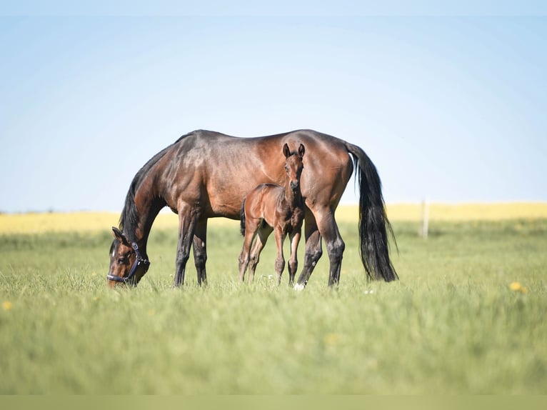 Hanoverian Stallion  Brown in Allendorf (Eder)