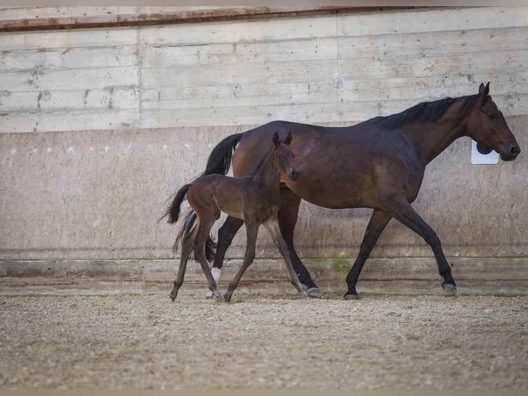 Hanoverian Stallion  Brown in Allendorf (Eder)