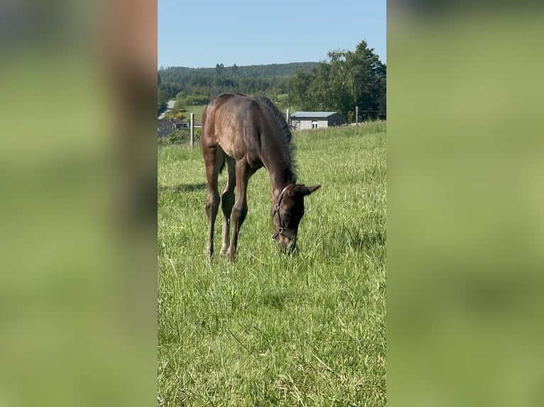 Hanoverian Stallion  Brown in Allendorf (Eder)