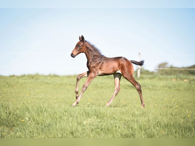 Hanoverian Stallion  Brown in Allendorf (Eder)