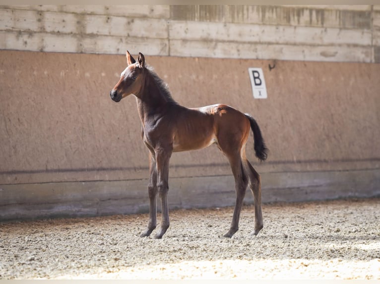 Hanoverian Stallion  Brown in Allendorf (Eder)