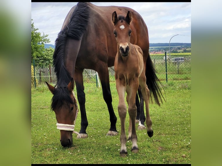 Hanoverian Stallion Foal (05/2025) Brown in Fritzlar