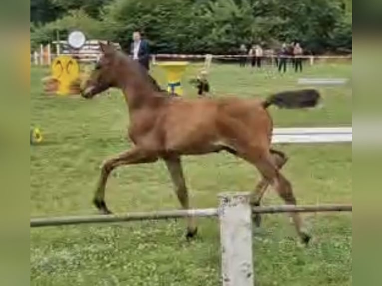 Hanoverian Stallion Foal (05/2025) Brown in Fritzlar