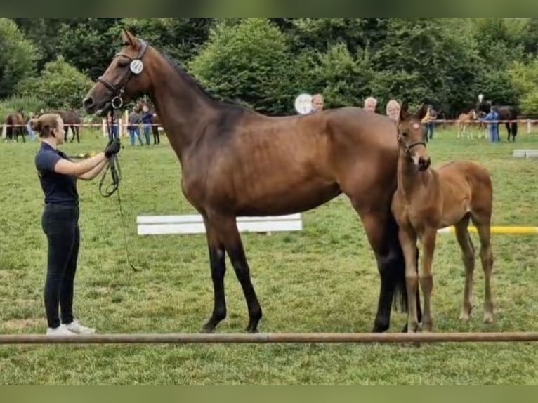 Hanoverian Stallion Foal (05/2025) Brown in Fritzlar