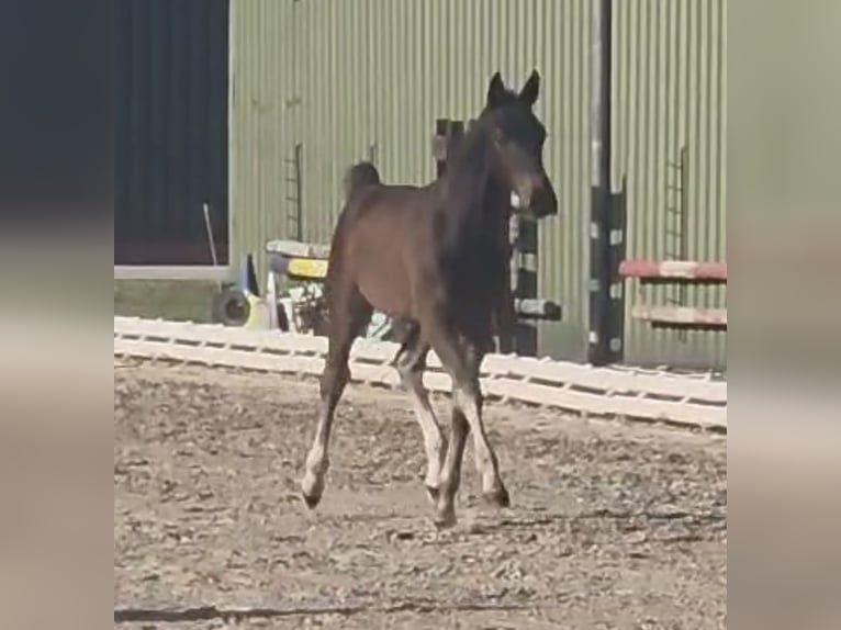 Hanoverian Stallion  Brown in Ihlow