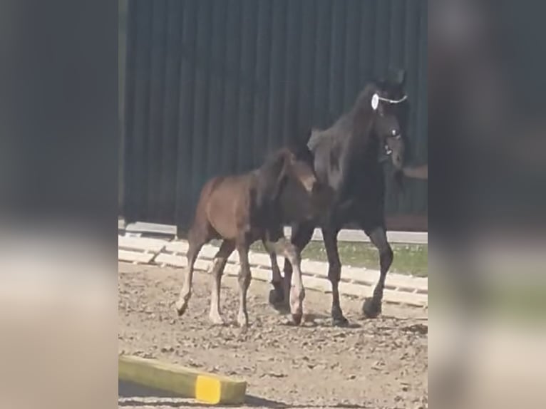 Hanoverian Stallion  Brown in Ihlow