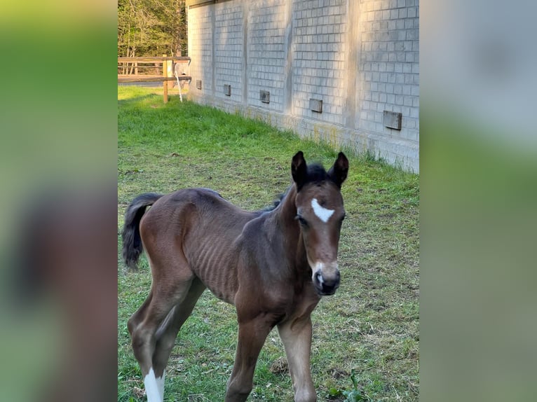 Hanoverian Stallion  Brown in Handeloh