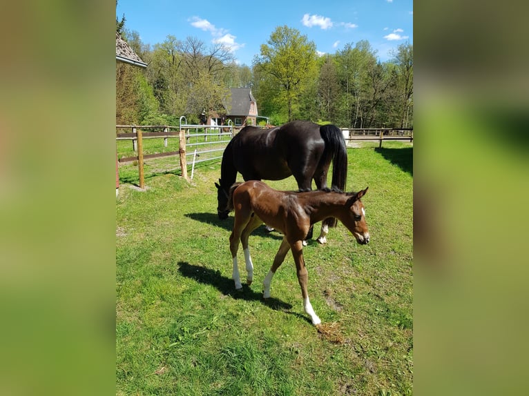 Hanoverian Stallion  Brown in Handeloh