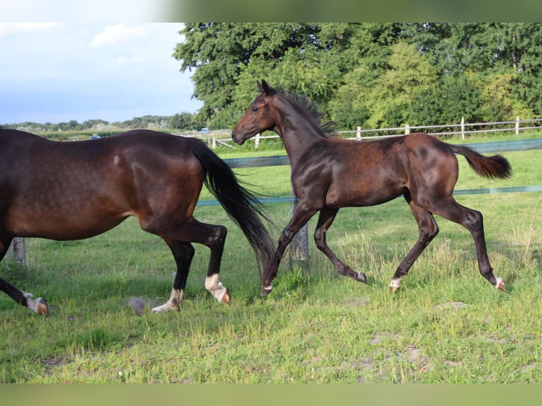 Hanoverian Stallion Foal (04/2025) Brown in Hatten