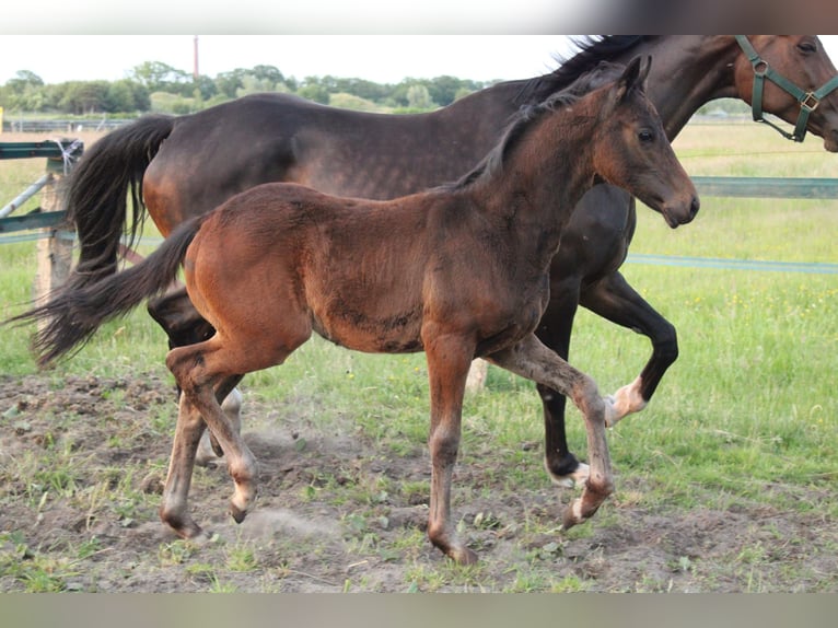 Hanoverian Stallion  Brown in Hatten