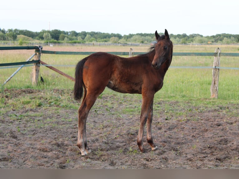 Hanoverian Stallion  Brown in Hatten