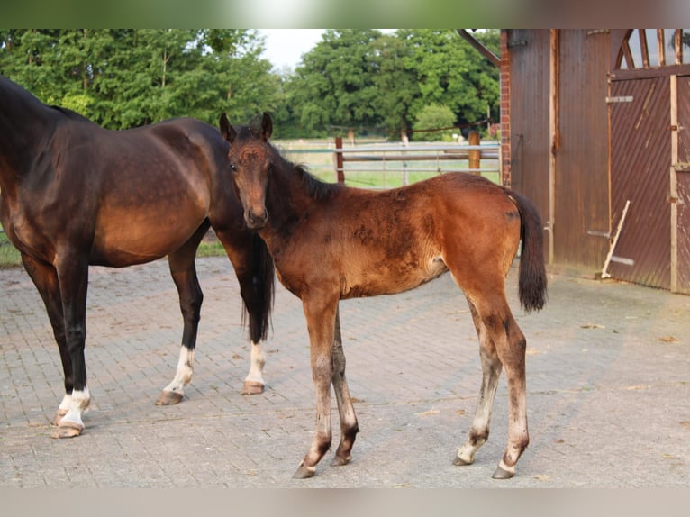 Hanoverian Stallion  Brown in Hatten