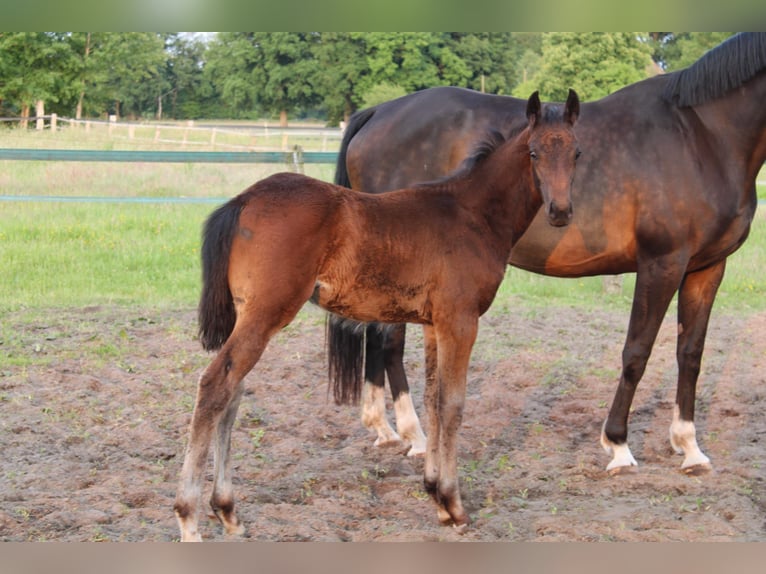 Hanoverian Stallion  Brown in Hatten
