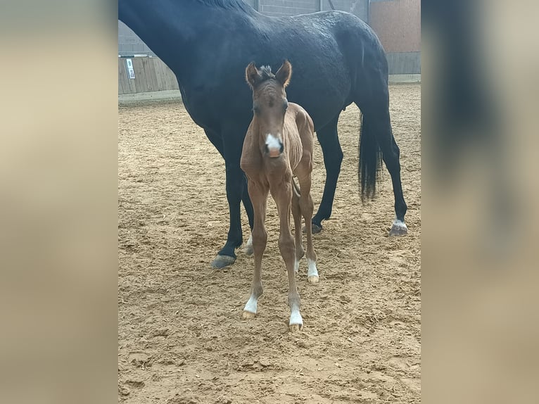 Hanoverian Stallion Foal (03/2026) Brown in Helferskirchen