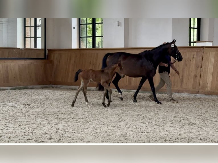 Hanoverian Stallion  Brown in Kirchn&#xFC;chelKirchn&#xFC;chel