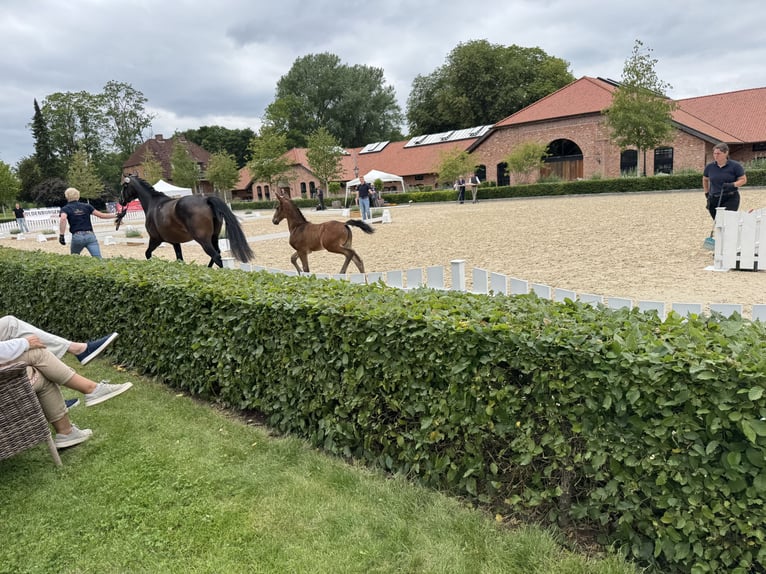 Hanoverian Stallion  Brown in Kirchn&#xFC;chelKirchn&#xFC;chel