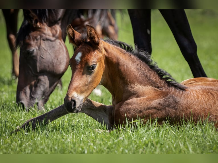 Hanoverian Stallion  Brown in Kirchn&#xFC;chelKirchn&#xFC;chel